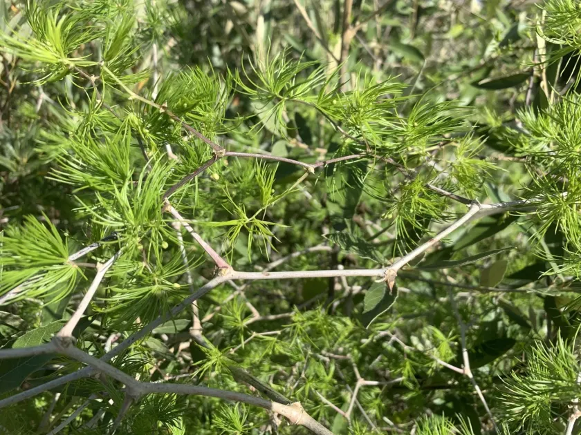Asparagus retrofractus