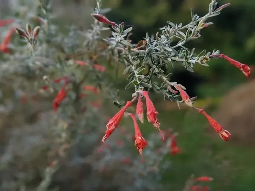 Zauschneria