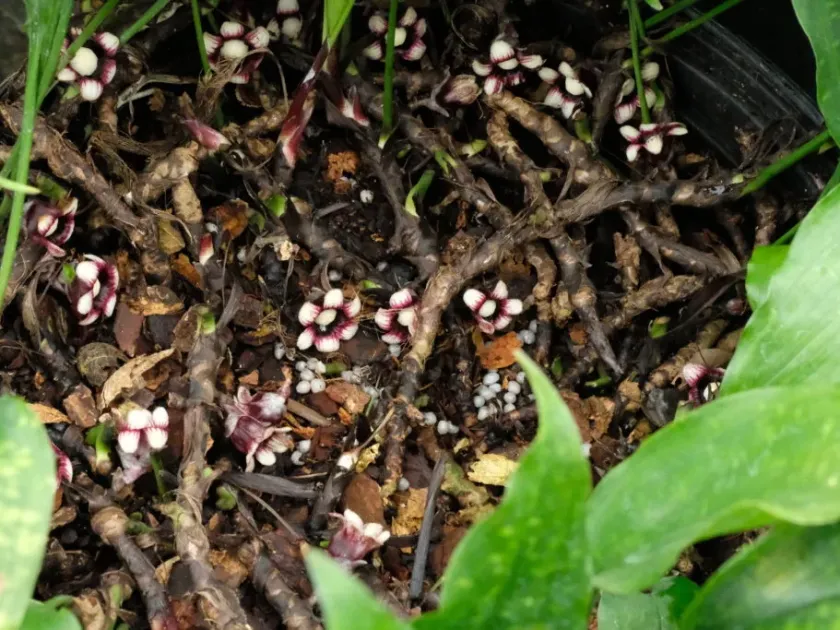 Aspidistra vietnamensis