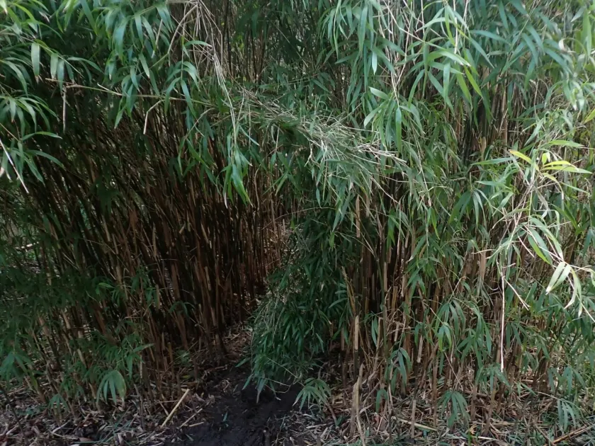 Yushania anceps