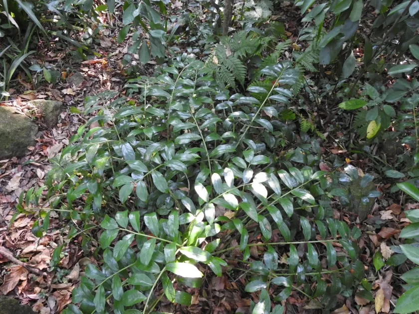 Zamioculcas zamiifolia