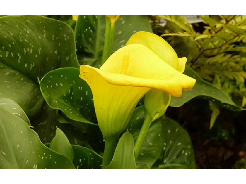 Zantedeschia pentlandii