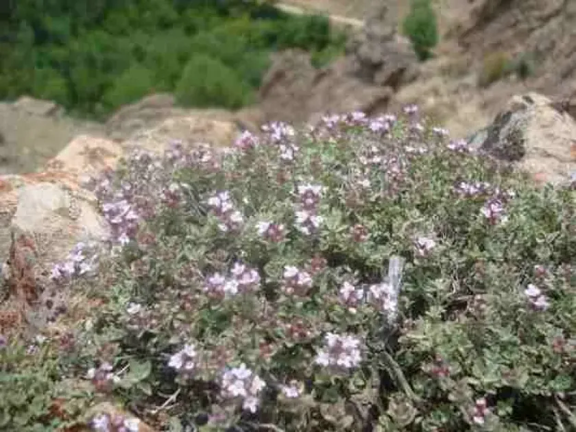 Zataria multiflora