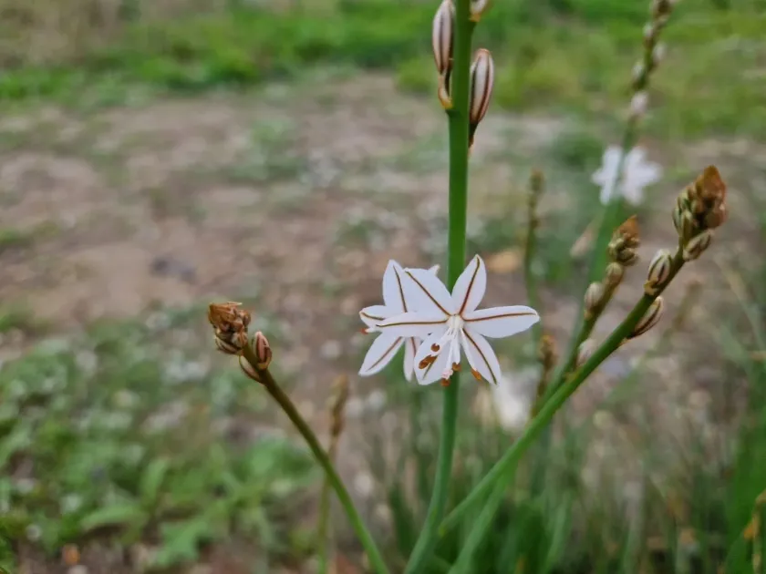 Hollow-stemmed asphodel