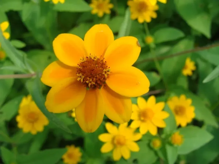 Zinnia haageana