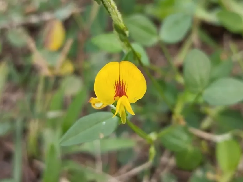 Zornia latifolia
