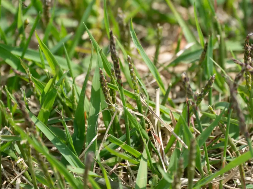 Zoysia japonica