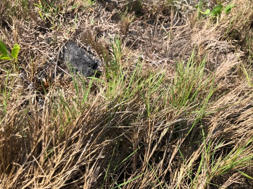 Chinese Zoysia
