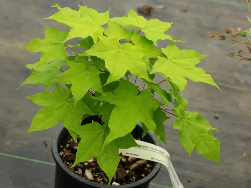 Long-stalk maple