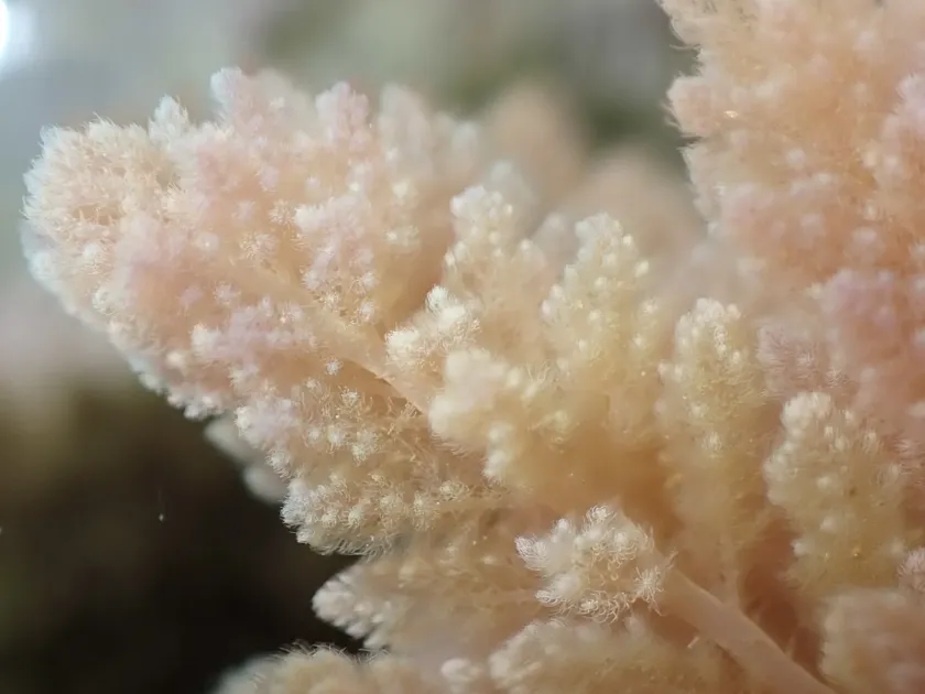Asparagopsis taxiformis