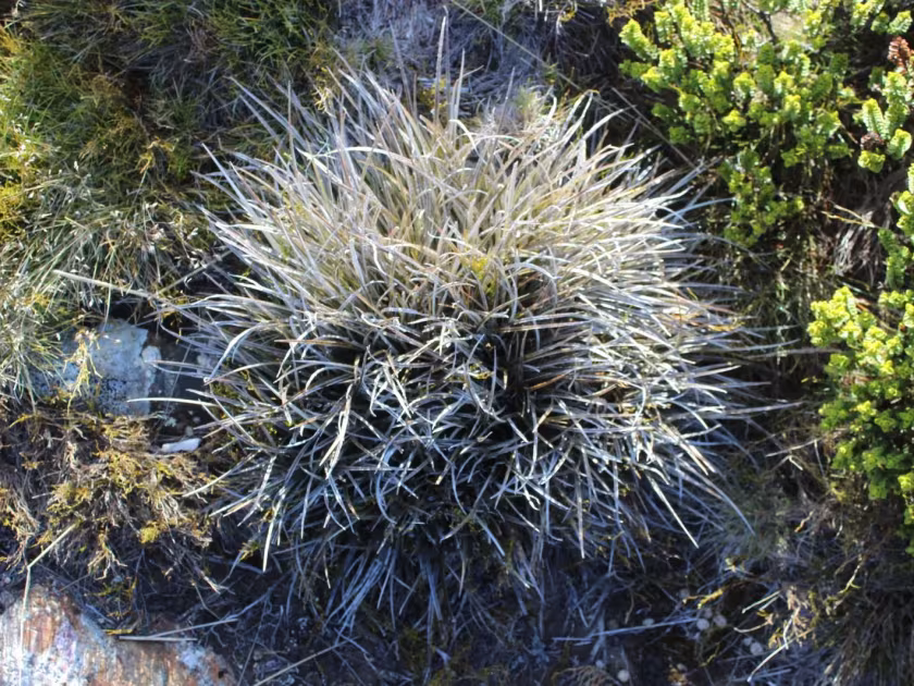 Astelia graminea