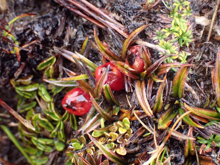 Astelia linearis