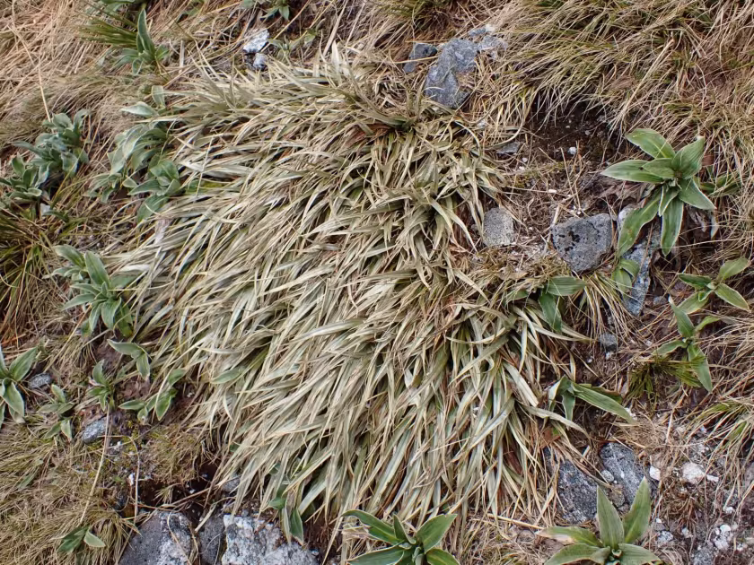 Astelia nivicola
