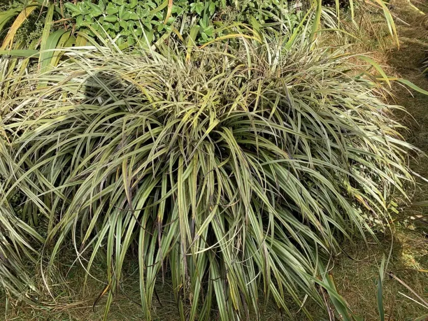 Astelia nervosa x Astelia nivicola