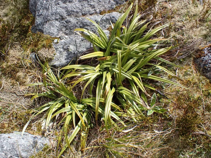 Astelia petriei