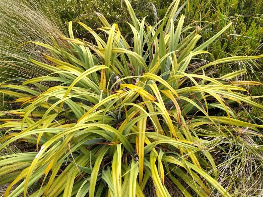 Astelia skottsbergii