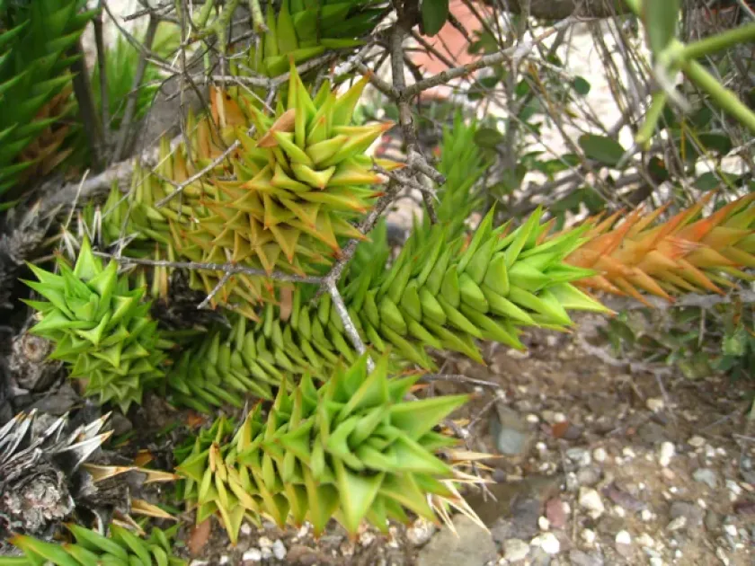 Astroloba spiralis