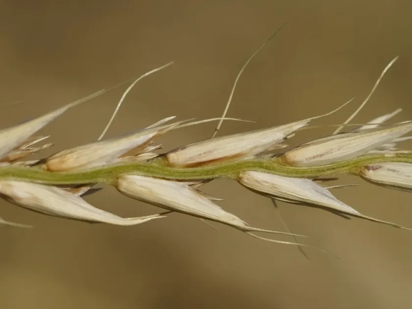 Curly Mitchell grass