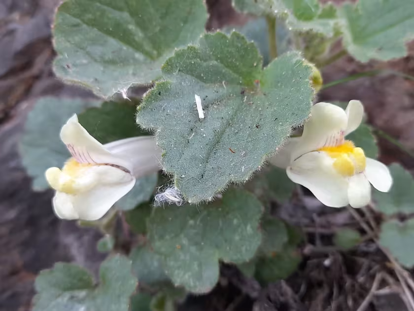 Asarina procumbens