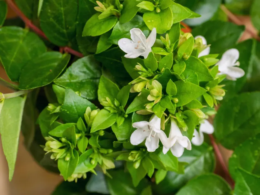 Glossy Abelia