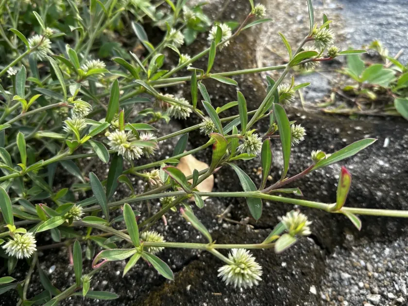 Allmania nodiflora