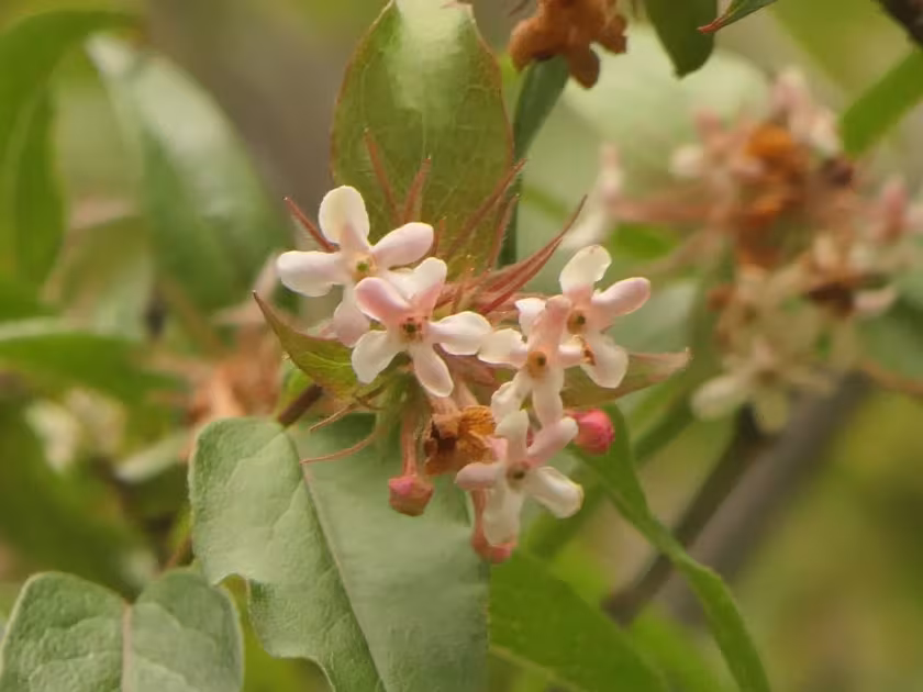 Zabelia buddleioides