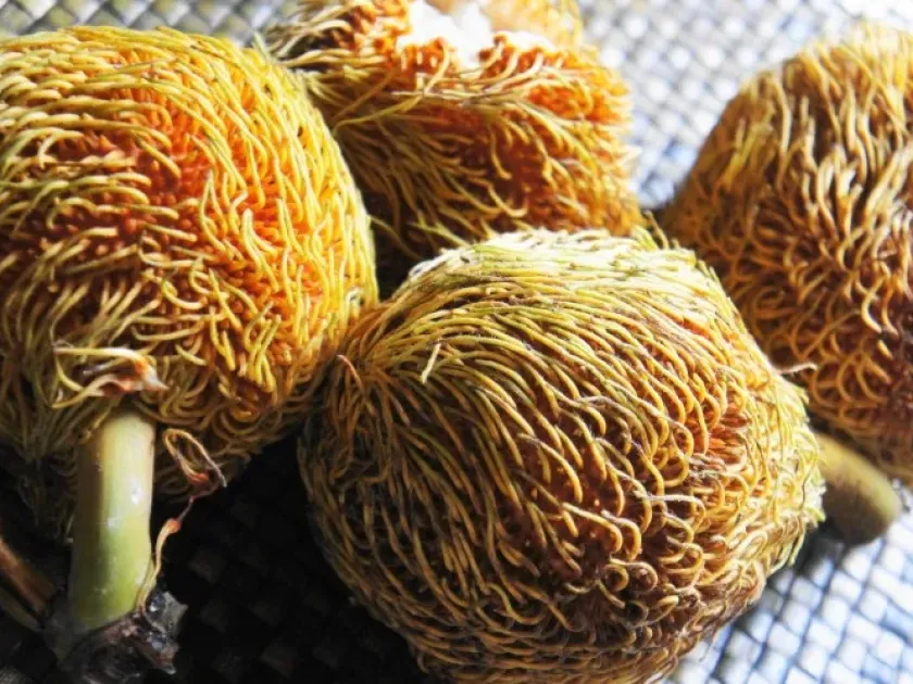 Artocarpus sericicarpus