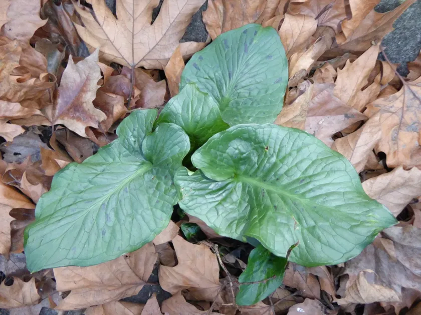 Cuckoo pint