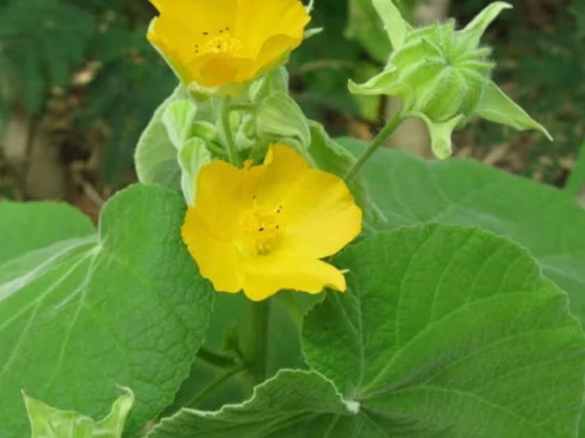 Indian mallow