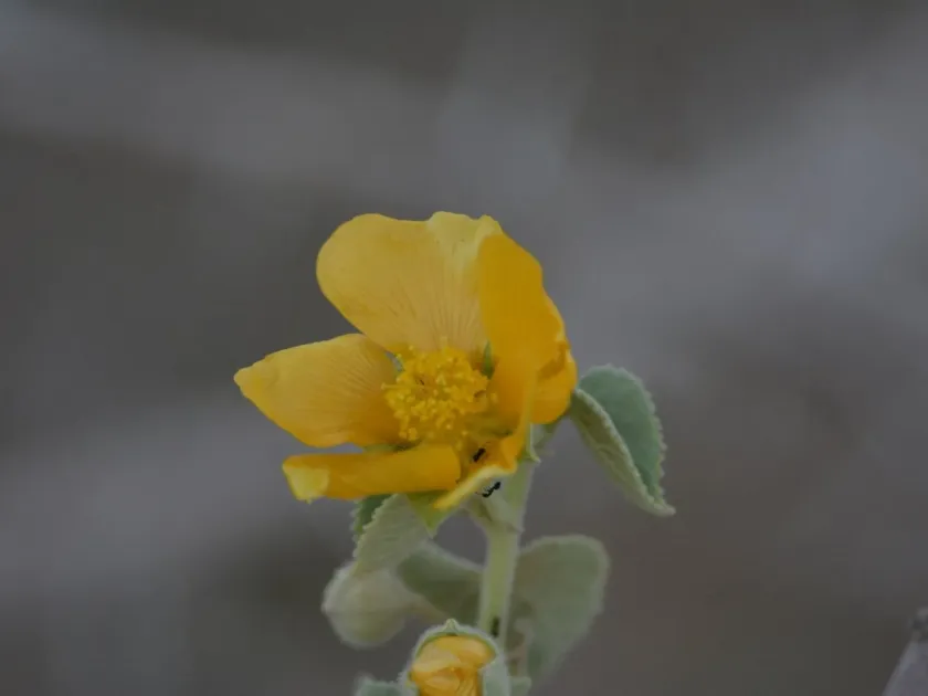 Abutilon pannosum