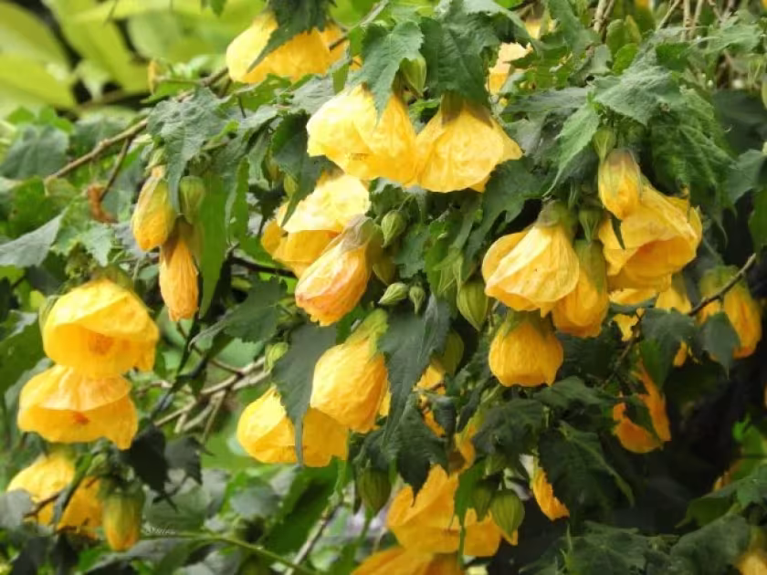 Abutilon hybrid