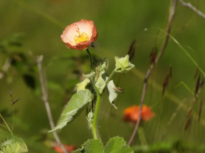 Abutilon pauciflorum
