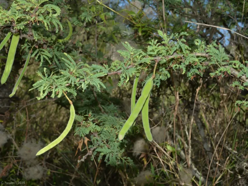 Вачеллия астрингенс