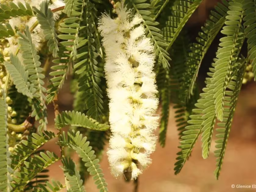 Senegalia caffra