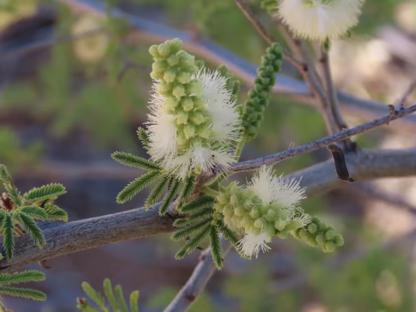Senegalia fleckii