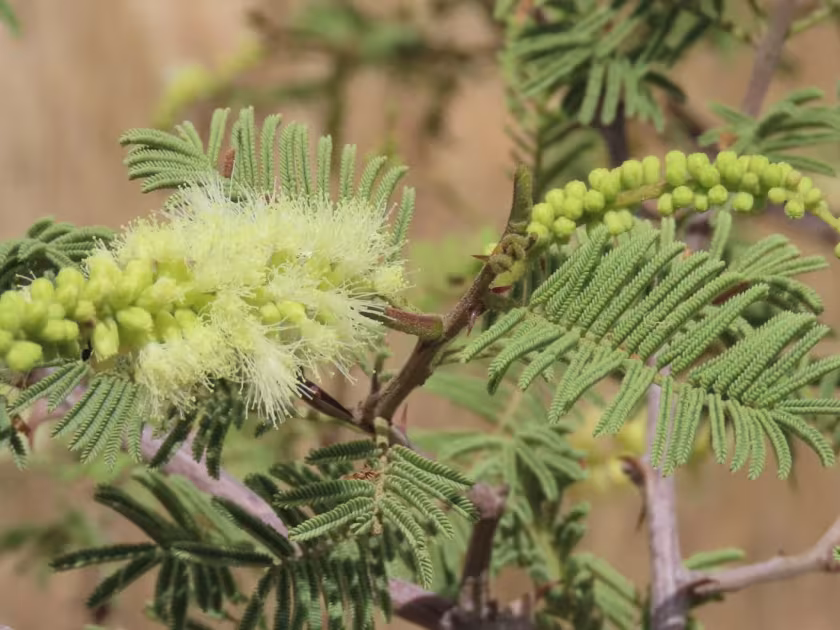 Senegalia hereroensis