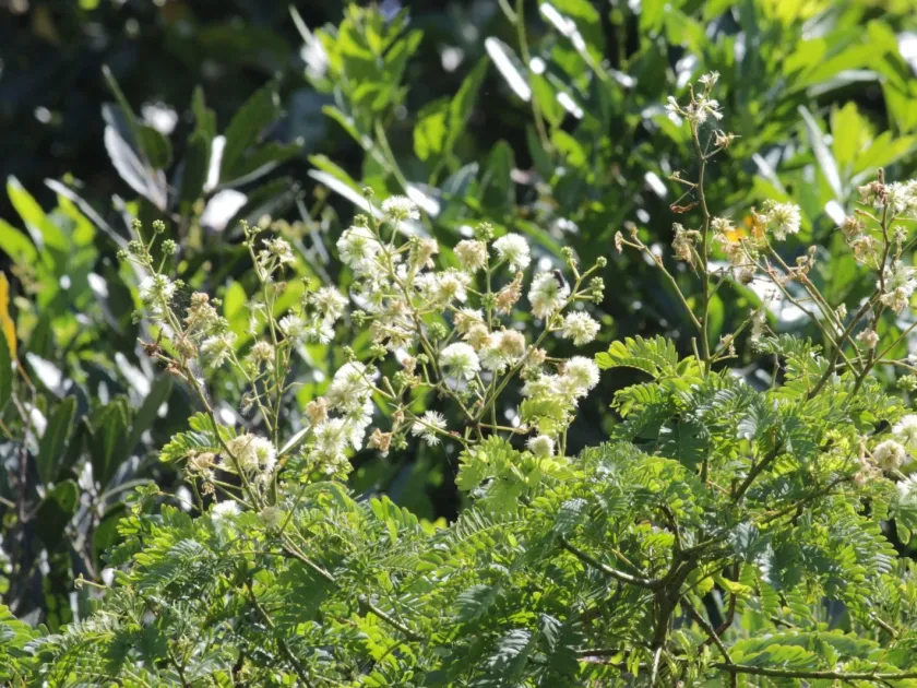 Senegalia kraussiana