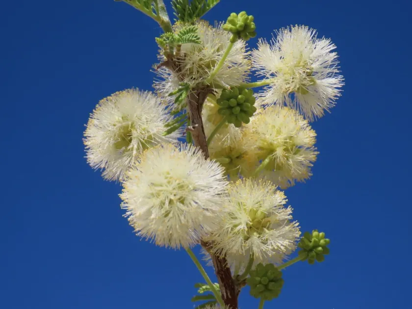 Acacia reficiens