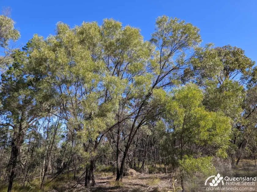Acacia sparsiflora
