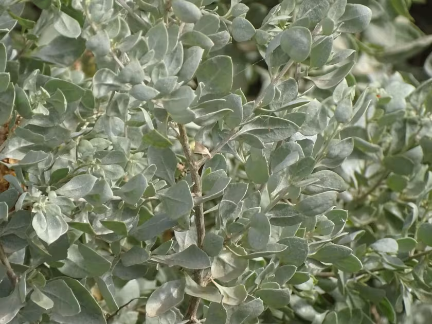 Saltbush