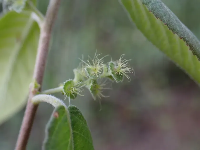 Acalypha eckloni