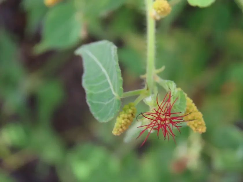 Acalypha senegalensis