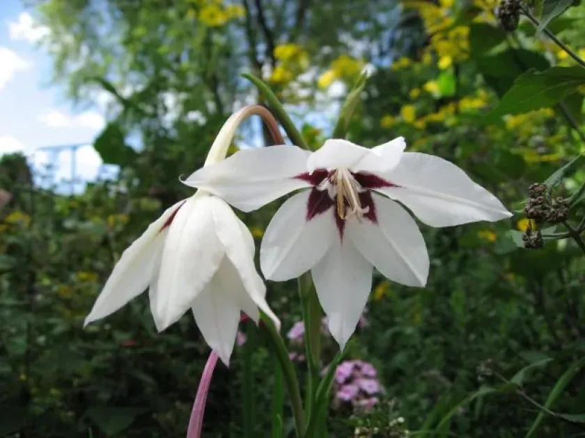 Acidanthera