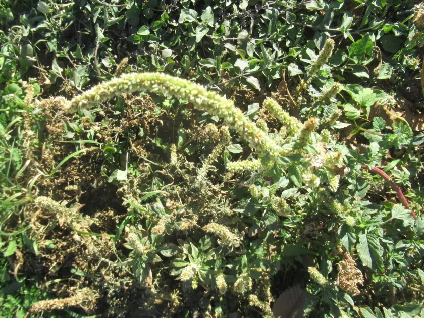 Amaranth (Acnida)