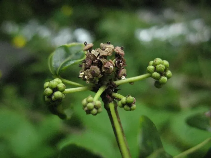 Eleutherococcus lasiogyne