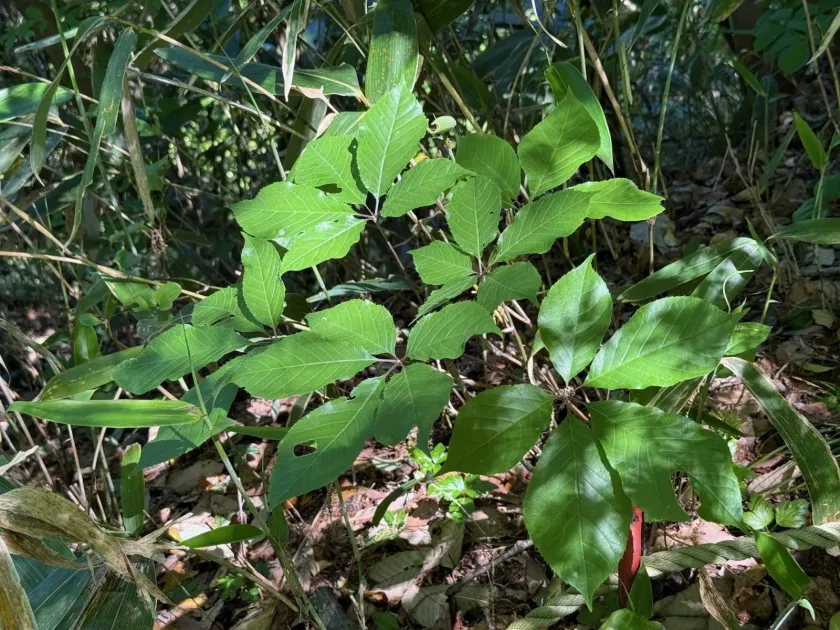 Chengiopanax sciadophylloides