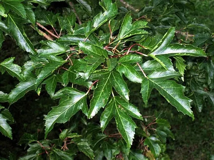 Bosci Maple