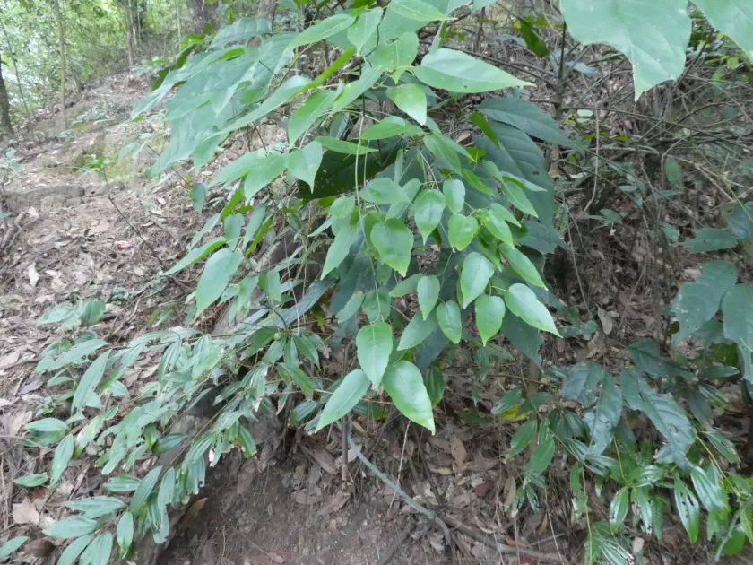 Heart-leaf maple