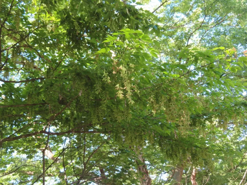 Cissus-leaf maple