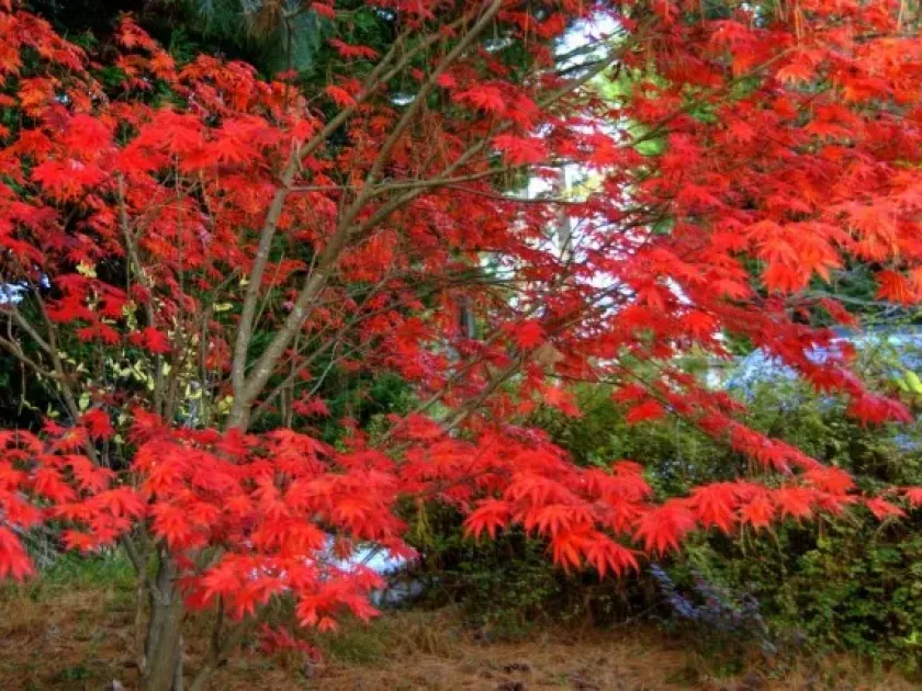 Fan-leaved maple